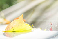 上的核心球 上的核心球